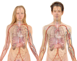 Anatomía Macroscópica